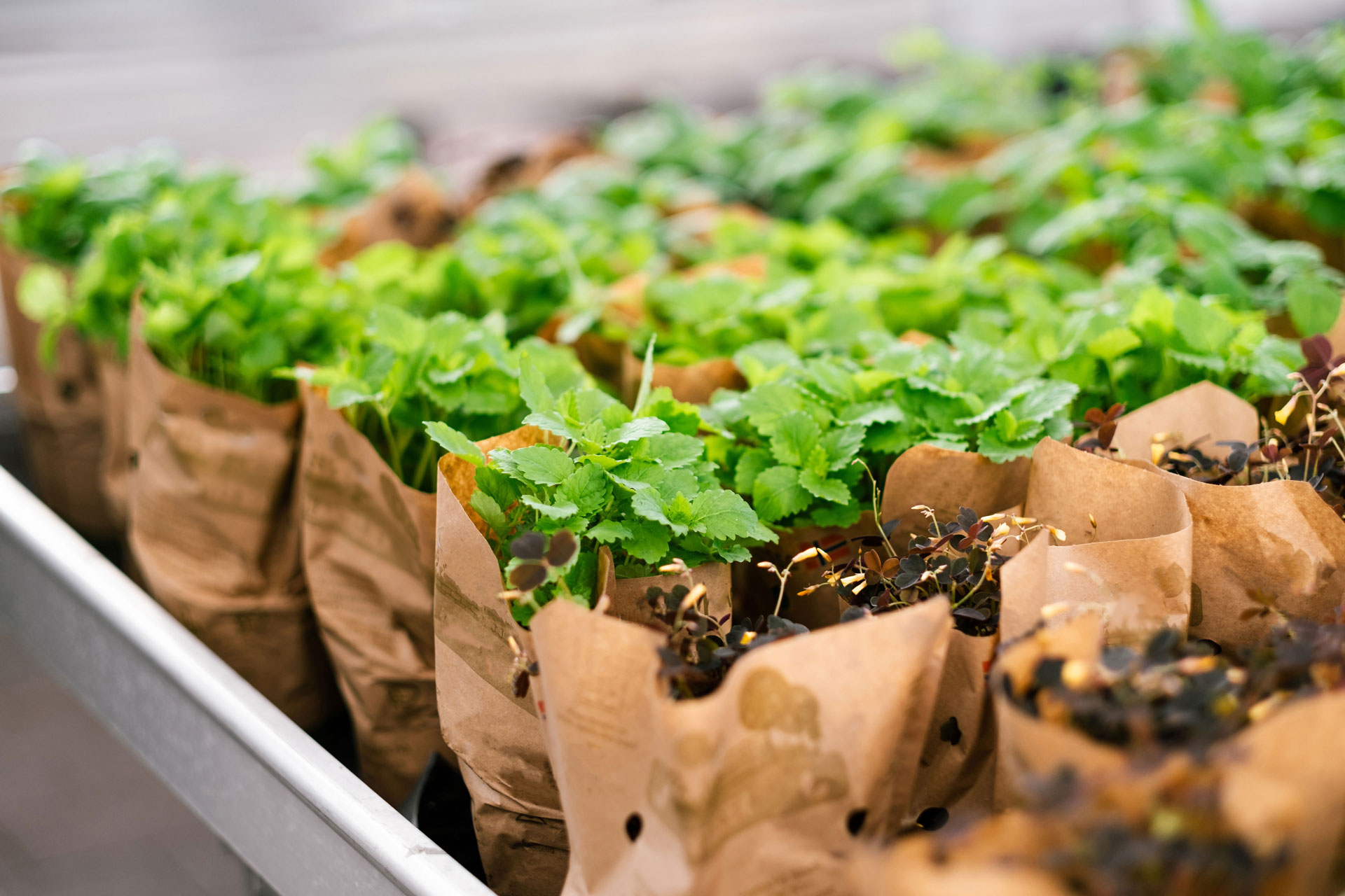 Ilustração lateral direita