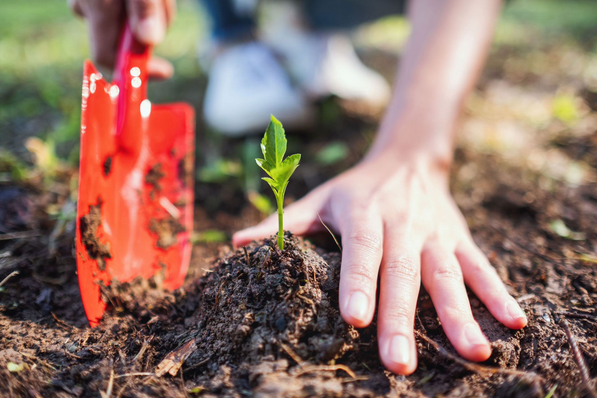 Ilustração lateral direita