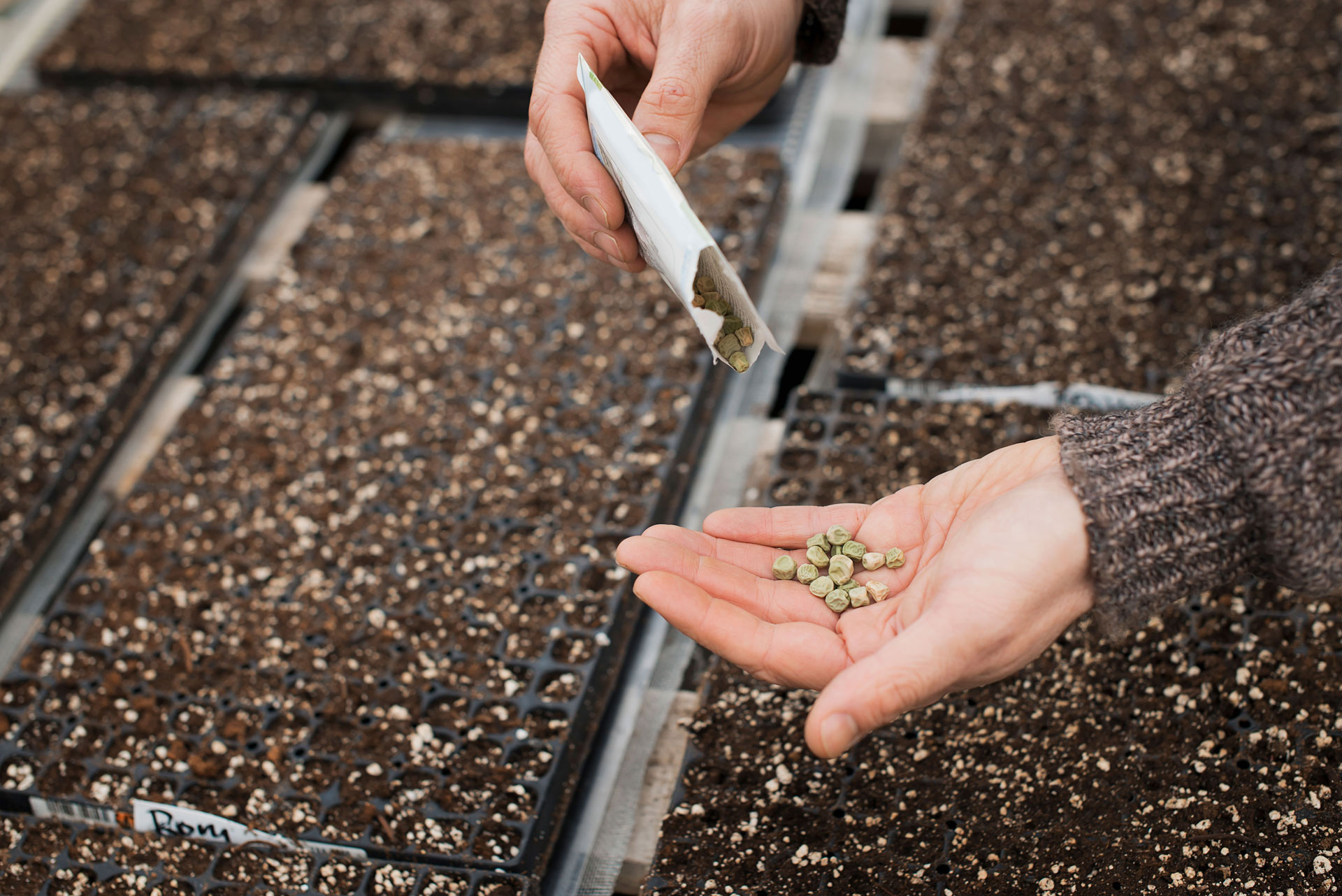 Ilustração lateral esquerda