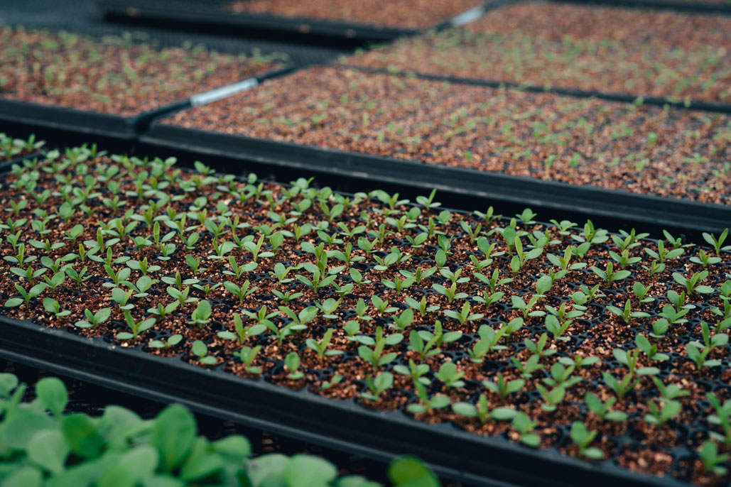 Ilustração lateral esquerda