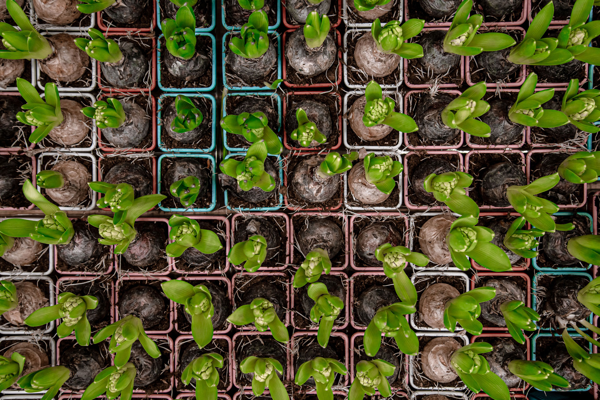 Ilustração lateral direita