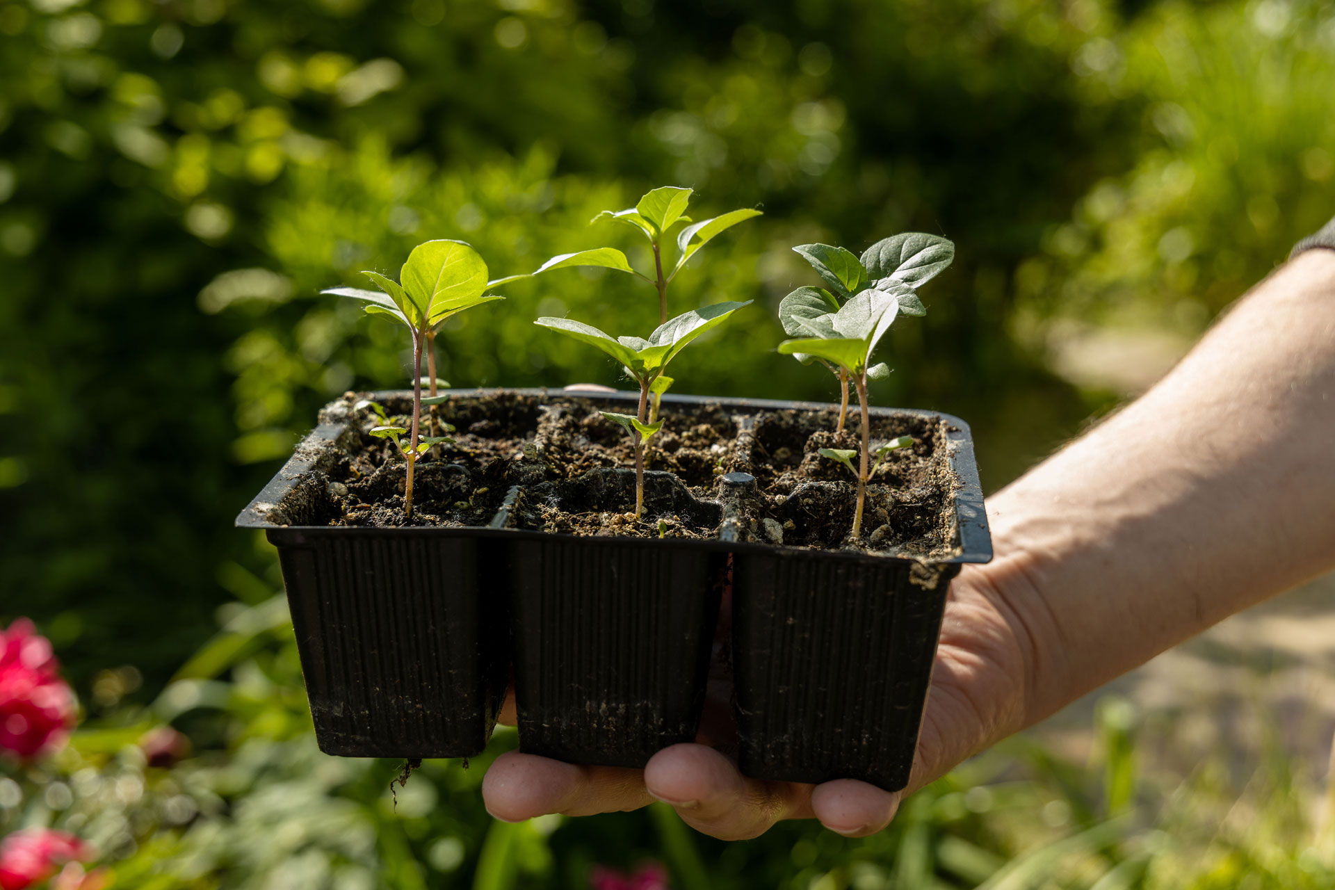Ilustração lateral direita