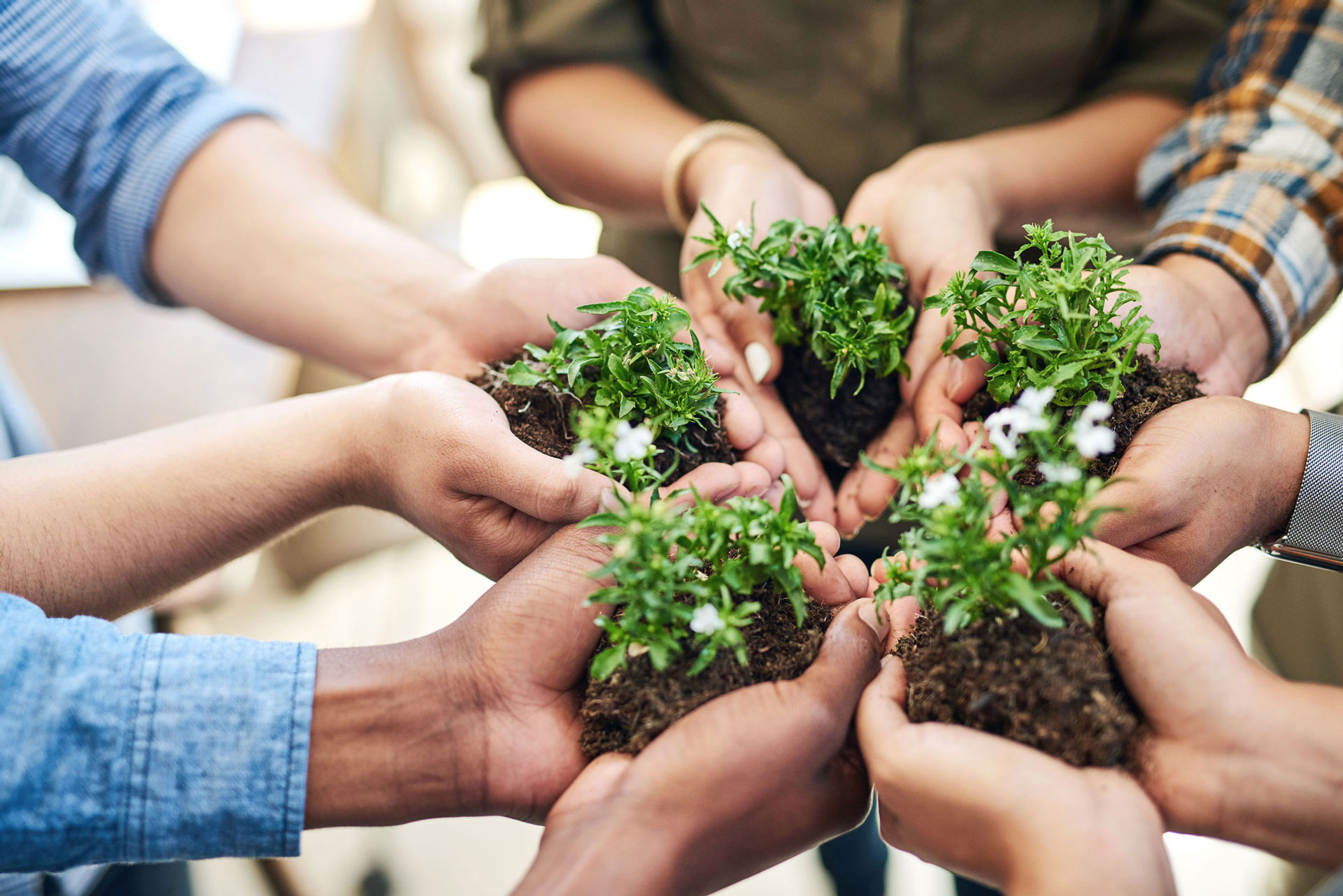 Ilustração lateral direita